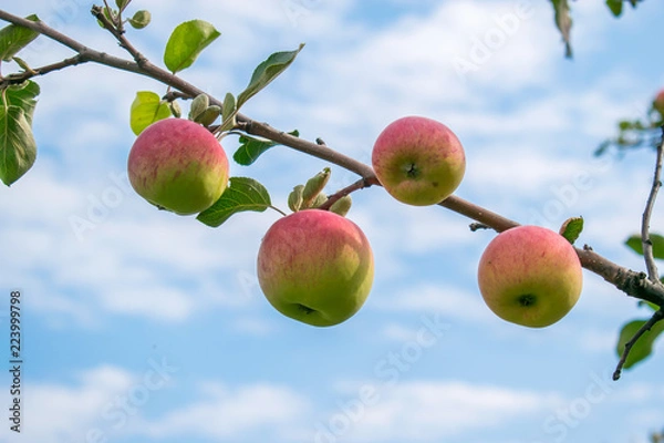 Fototapeta Ripe apples on a branch in the background of a holo-sky with clouds