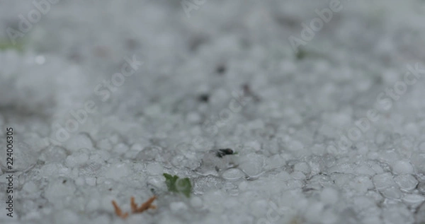 Fototapeta closeup of hailstones falling on the pavement during strong hailstorm