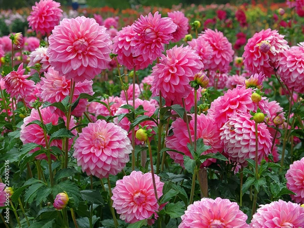 Obraz Różowe dalie