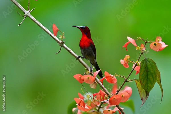 Obraz Cute Sunbird.