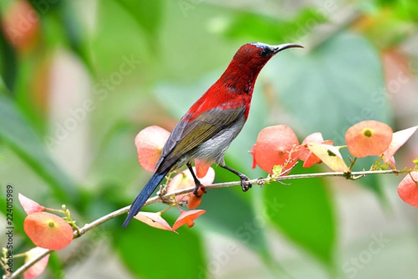 Obraz Cute Sunbird.