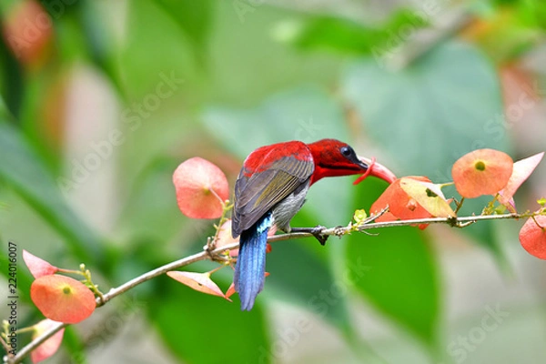Obraz Cute Sunbird.