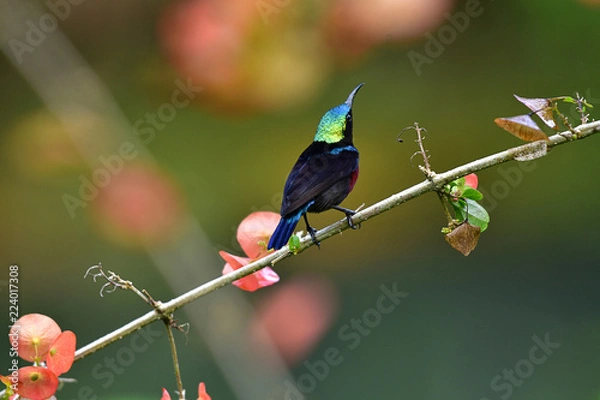 Obraz Cute Sunbird.