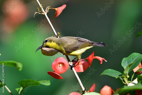 Obraz Cute Sunbird.