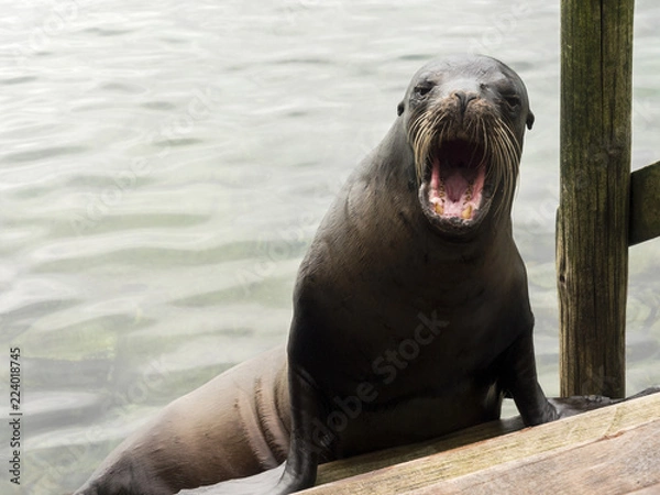 Obraz angry sealion galapagos