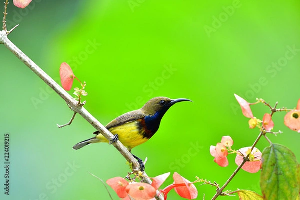 Obraz Cute Sunbird.