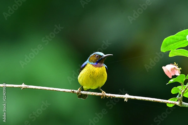 Obraz Cute Sunbird.