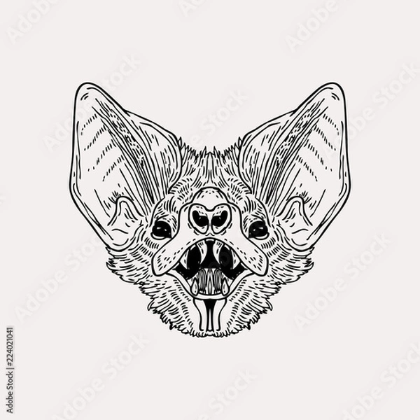 Obraz Wektor vintage ręcznie rysowane głowy nietoperza. Straszna ilustracja wykonana tuszem.