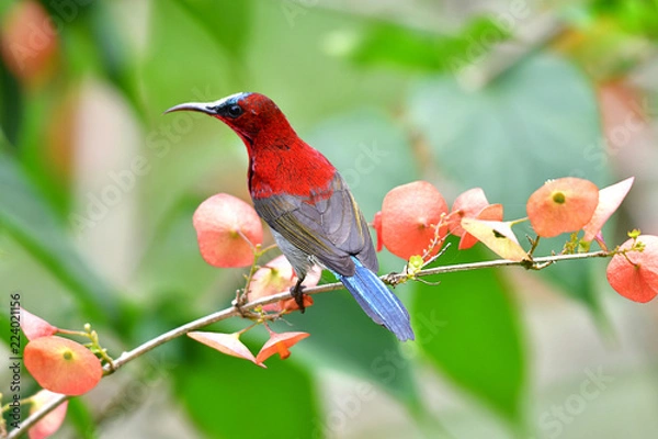 Obraz Cute Sunbird.