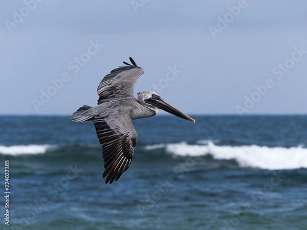 Obraz Ecuador, flying pelican