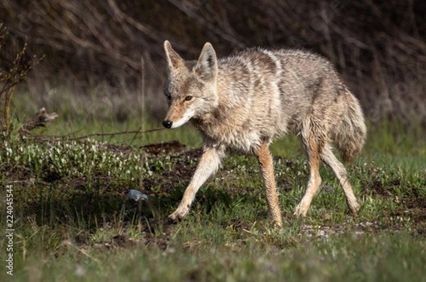 Fototapeta coyote