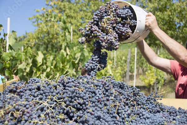 Obraz Vendemmia, Settembre, Italia