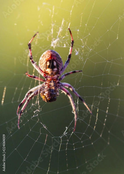 Obraz Spider wrapping bug on web