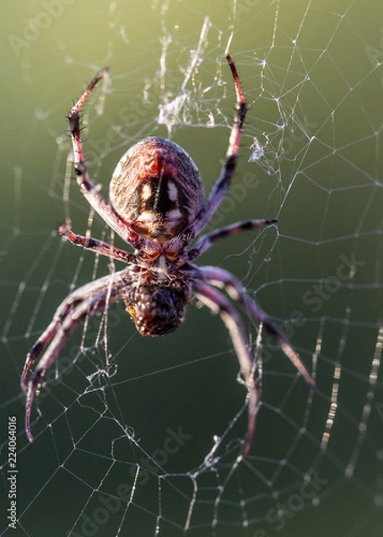 Obraz Spider wrapping bug on web