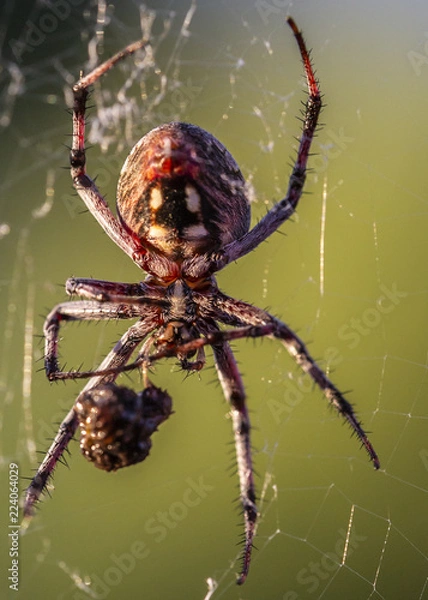 Obraz Spider wrapping bug on web