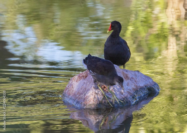 Obraz Waterfowl at a Lake