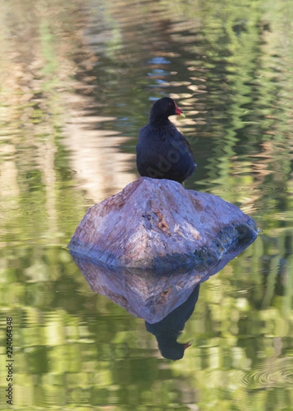 Obraz Waterfowl at a Lake