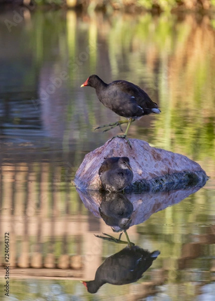 Obraz Waterfowl at a Lake