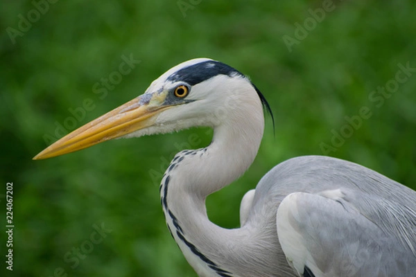 Obraz Great Blue Heron