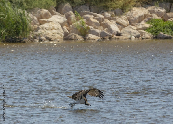 Obraz osprey Hunting
