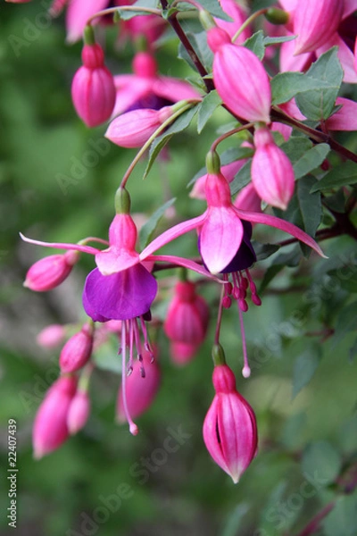 Fototapeta Fuchsia