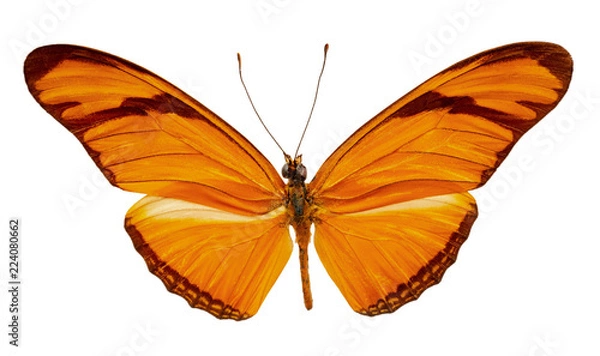 Obraz dryas julia on a white background