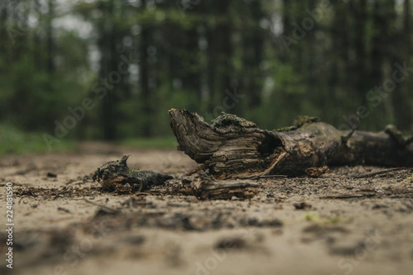 Obraz Branch in the Forest