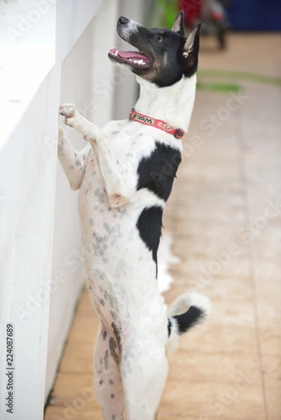 Obraz 
dog standing on two legs