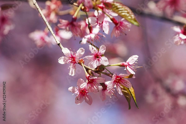 Obraz Wild Himalayan Cherry, Prunus cerasoides