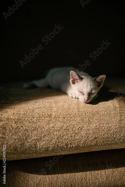 Obraz White cat sleeping on the couch