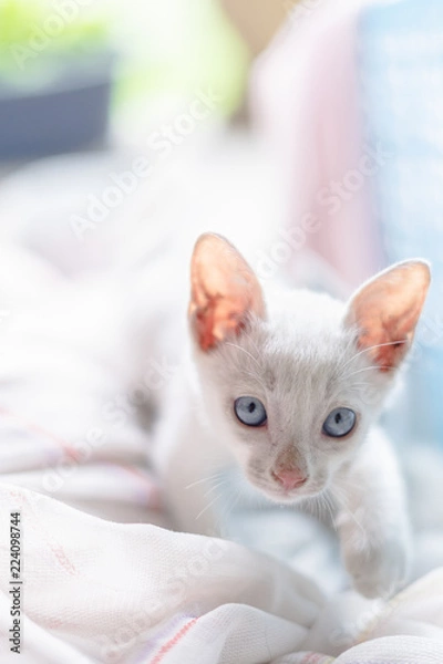 Obraz little kitten on the bed