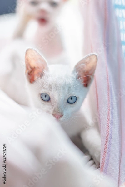 Obraz kitten in a basket