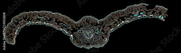 Fototapeta cycas revoluta - cross section cut under the microscope – microscopic view of plant cells for botanic education