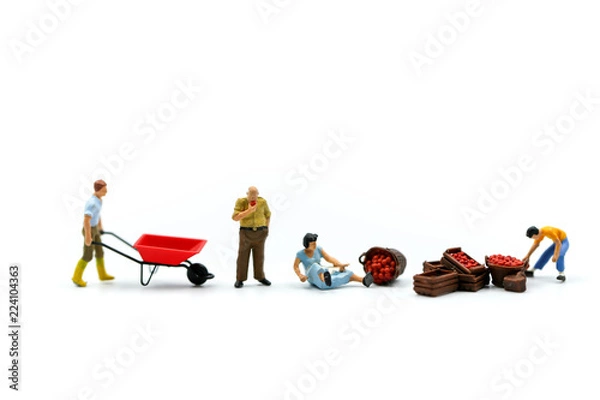 Fototapeta Miniature people : worker with market apple using for concept of Apple Day.