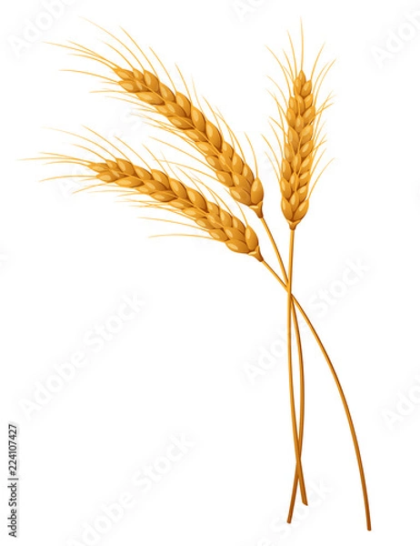 Obraz Three isolated spikelets of wheat. Vector illustration.