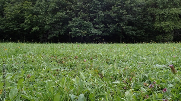 Obraz green meadow grass