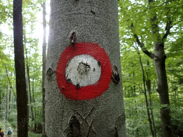 Obraz hiking sign on the tree