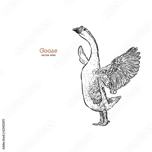 Fototapeta Hand drawn goose isolated. Engraved style vector illustration.
