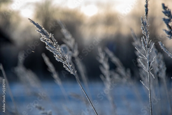 Fototapeta frozen vegetation in winter on blur background