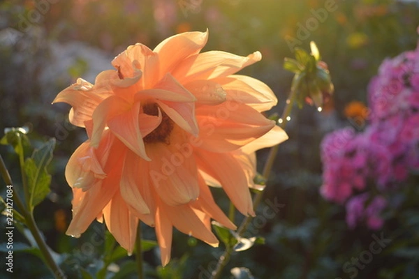 Obraz Dahlia close-up at sunset. Summer in the garden