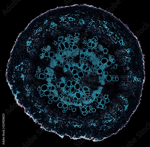 Fototapeta helix ivy soil root - cross section cut under the microscope – microscopic view of plant cells for botanic education
