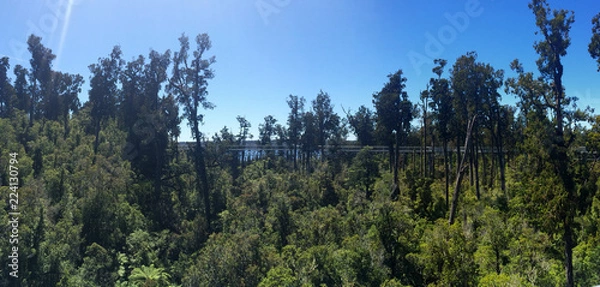Obraz trees in forest