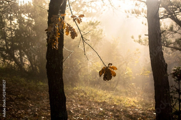 Fototapeta Autumn in the forest. Early morning fog