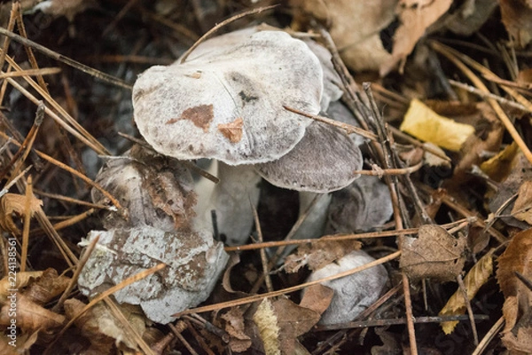 Fototapeta Edible mushrooms in the forest. Mushrooms in autumn.