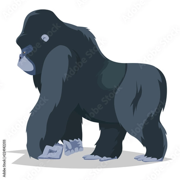 Fototapeta Gorilla walking side view.