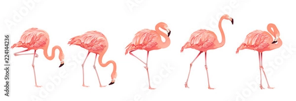 Fototapeta Pink Flamingo Bird Set Tropical Wild Beautiful Exotic Symbol Płaska konstrukcja stylu na białym tle. Ilustracji wektorowych