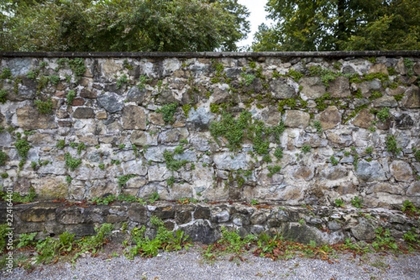 Fototapeta stone wall with vines