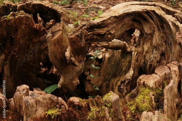 Fototapeta Twisted stump