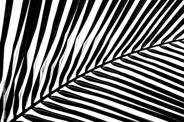 Fototapeta palm coconut leaves on white background