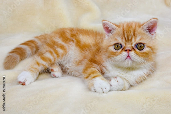 Obraz Little kitten exotic breed color red marble lying on the couch    